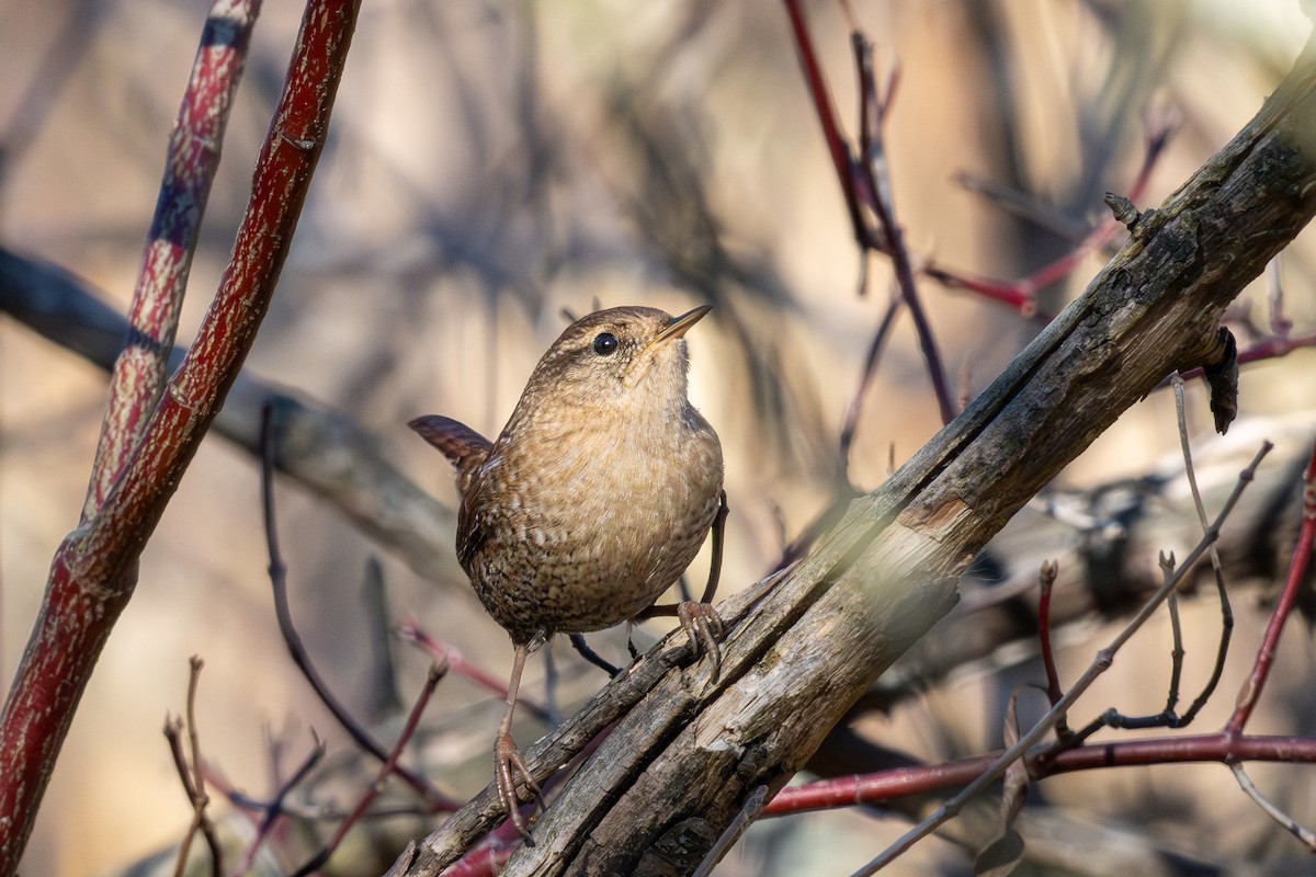 Winter Wren - ML645757032
