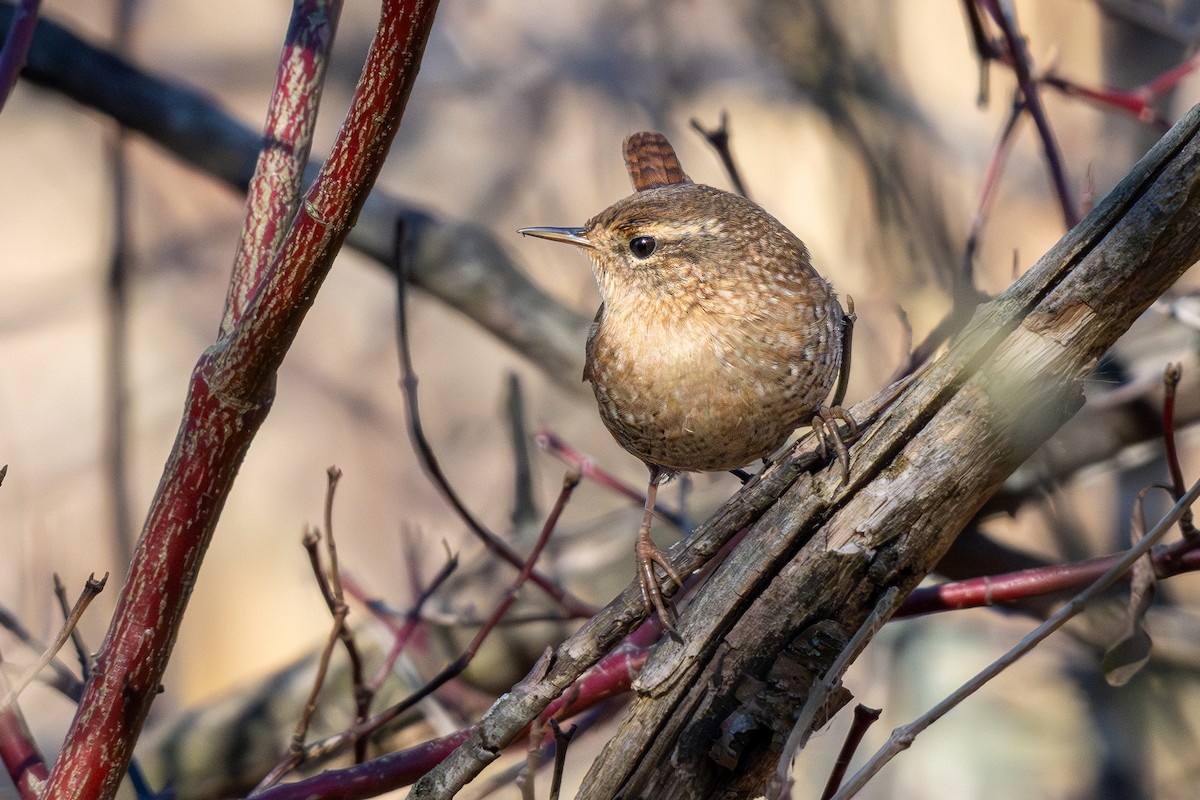Winter Wren - ML645757033