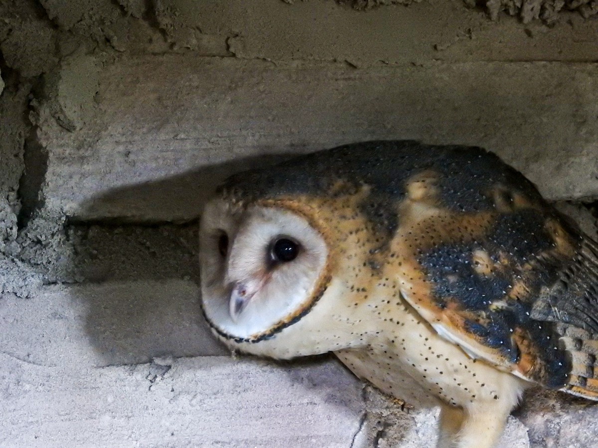 American Barn Owl - ML645757034