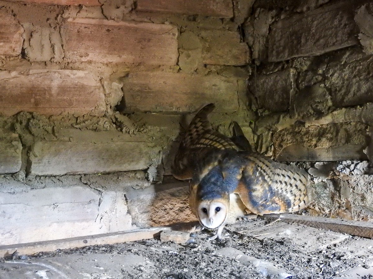 American Barn Owl - ML645757035