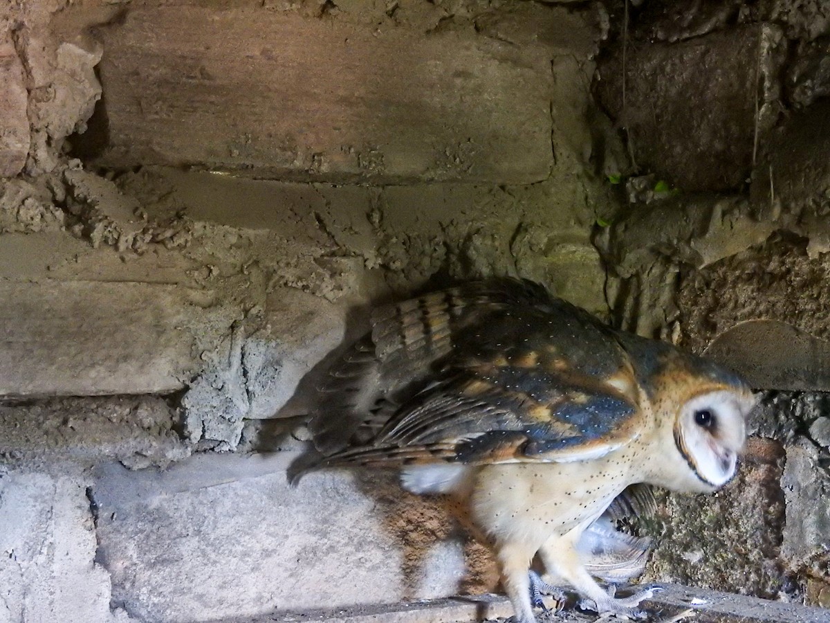 American Barn Owl - ML645757037