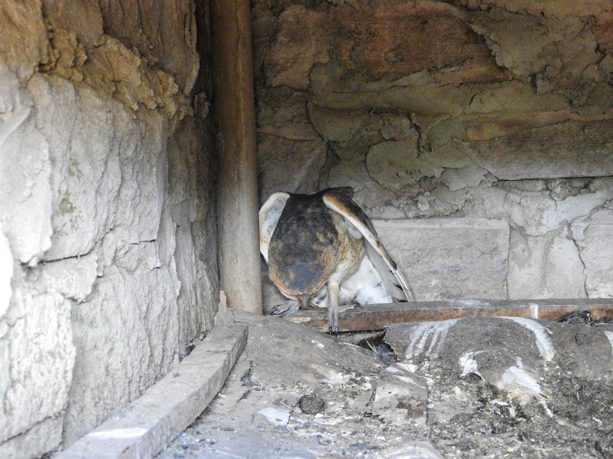 American Barn Owl - ML645757038