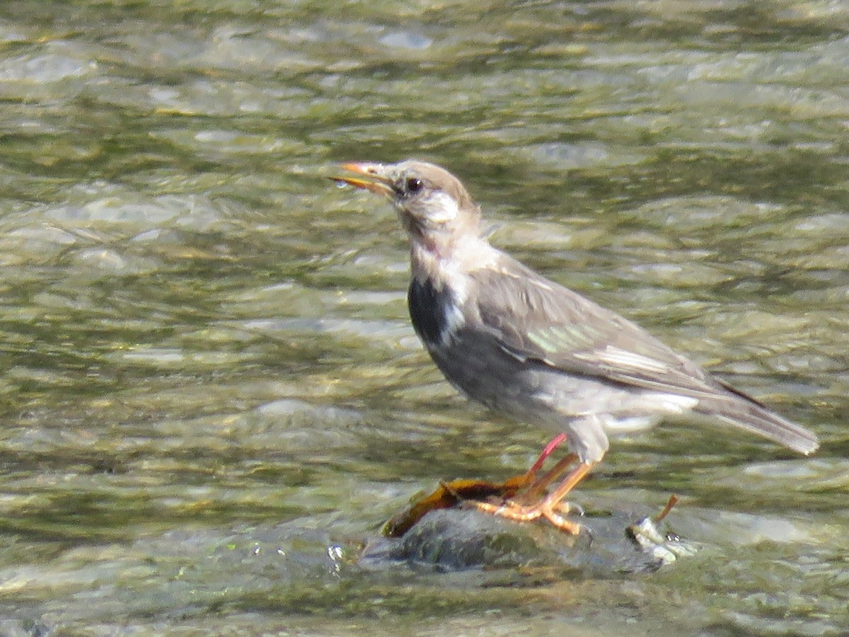 灰椋鳥 - ML645757046