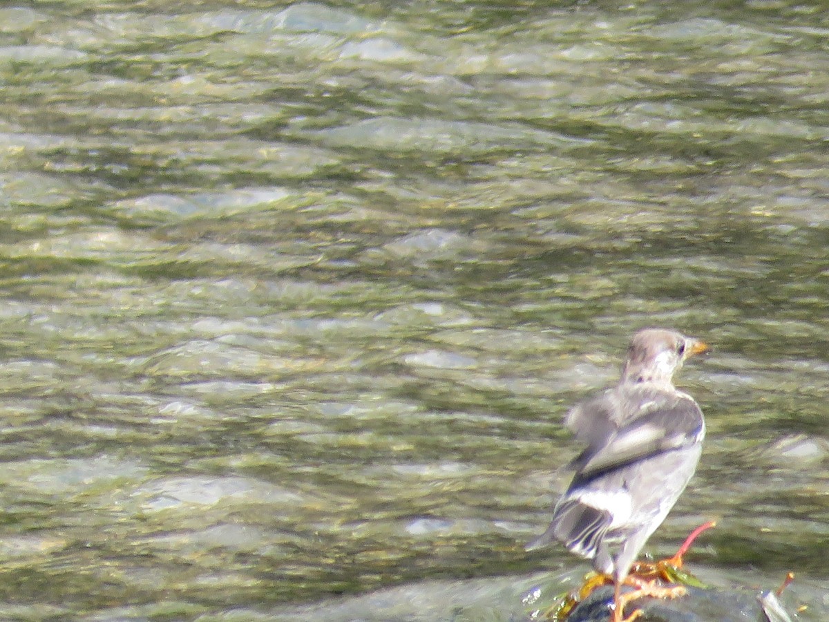 灰椋鳥 - ML645757047