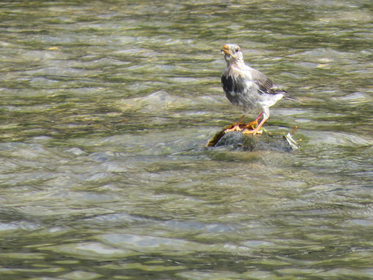 灰椋鳥 - ML645757048