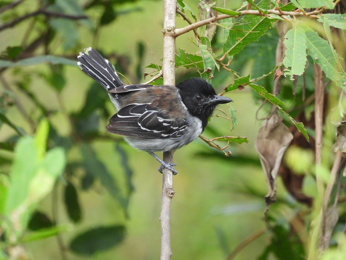 Black-crested Antshrike - ML645757051