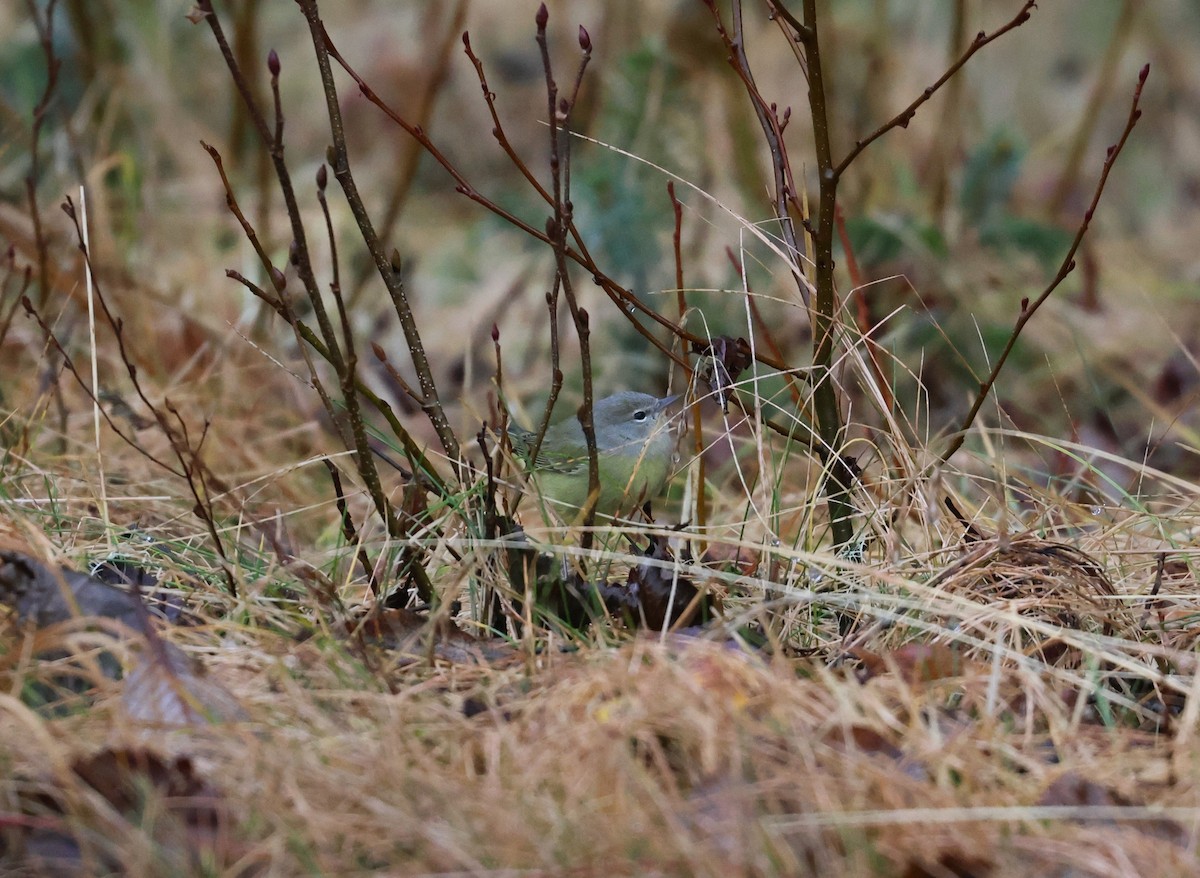 Orange-crowned Warbler - ML645757055