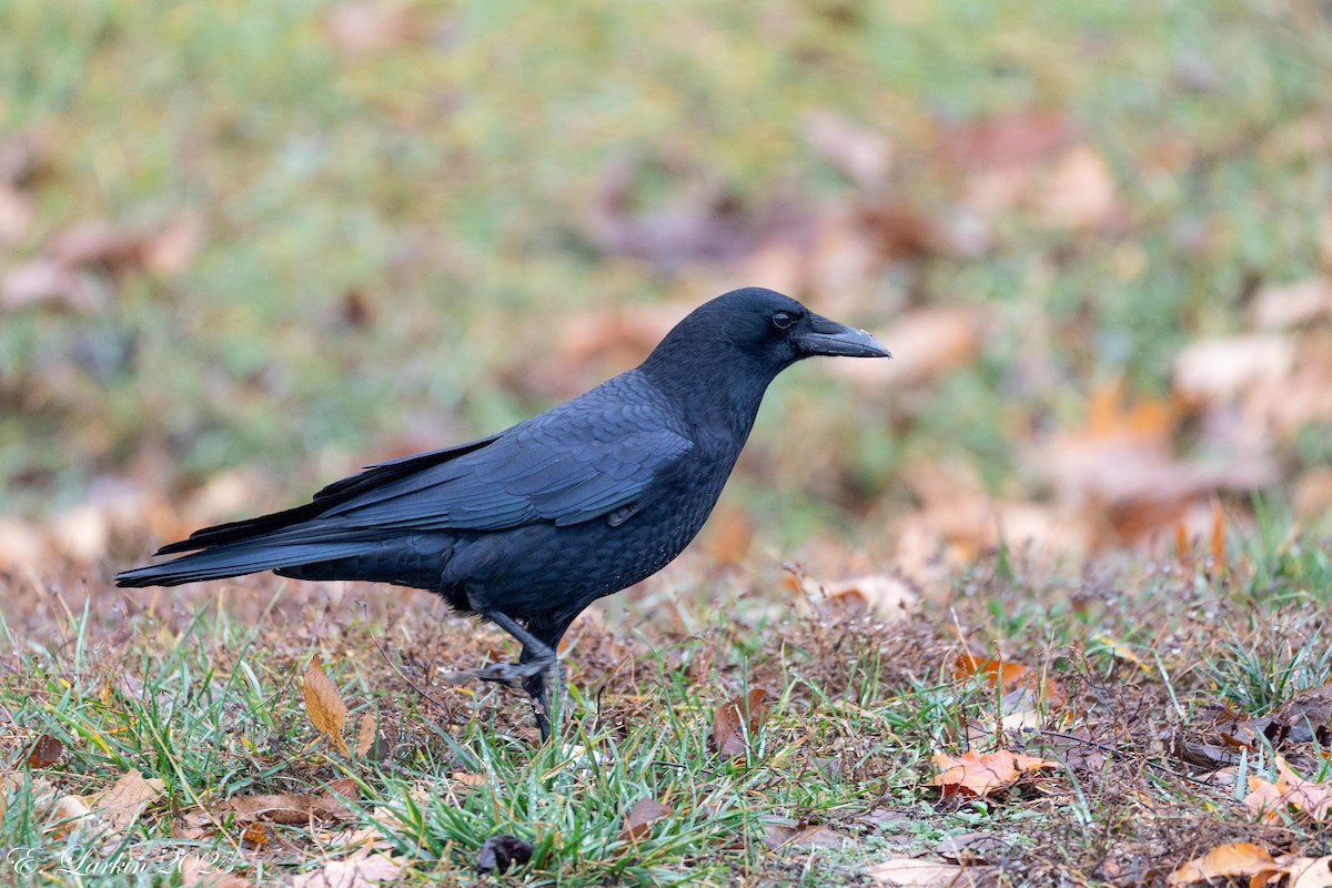 vrána americká - ML645757060