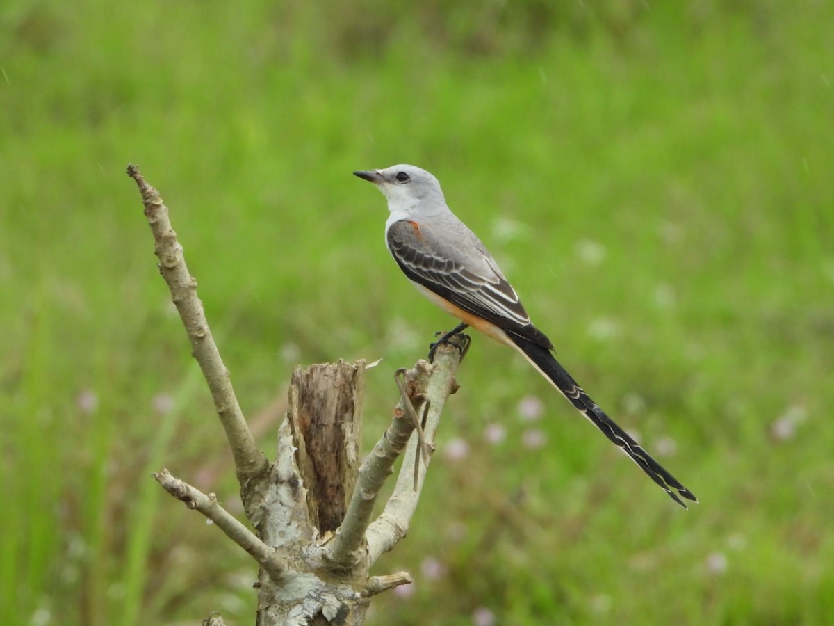 Scissor-tailed Flycatcher - ML645757062