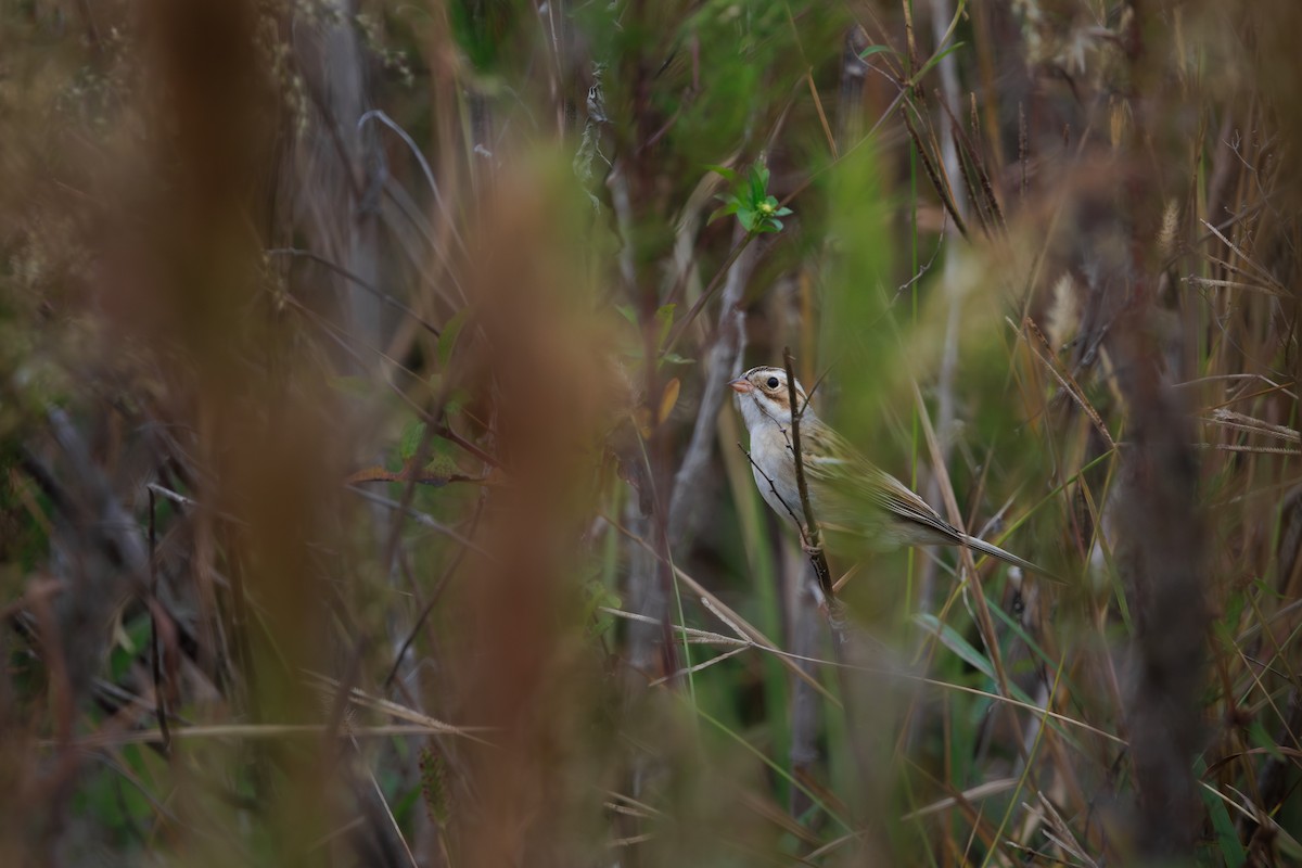 Clay-colored Sparrow - ML645757068