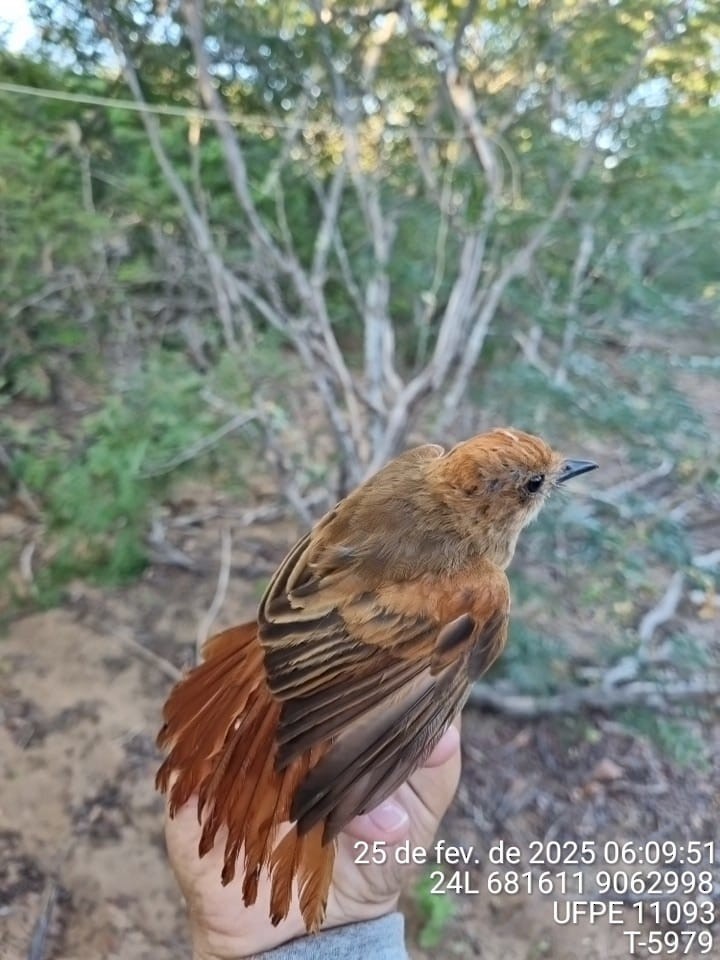 Ash-throated Casiornis - ML645757079