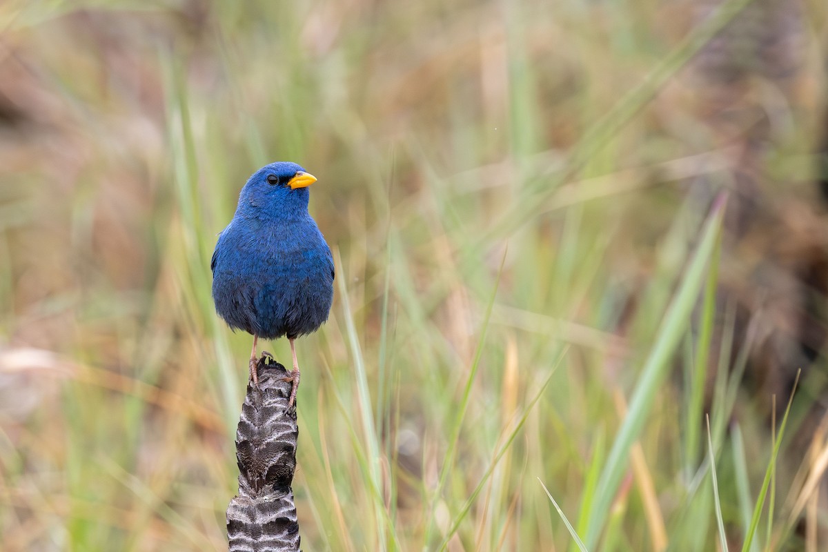 Blue Finch - ML645757095