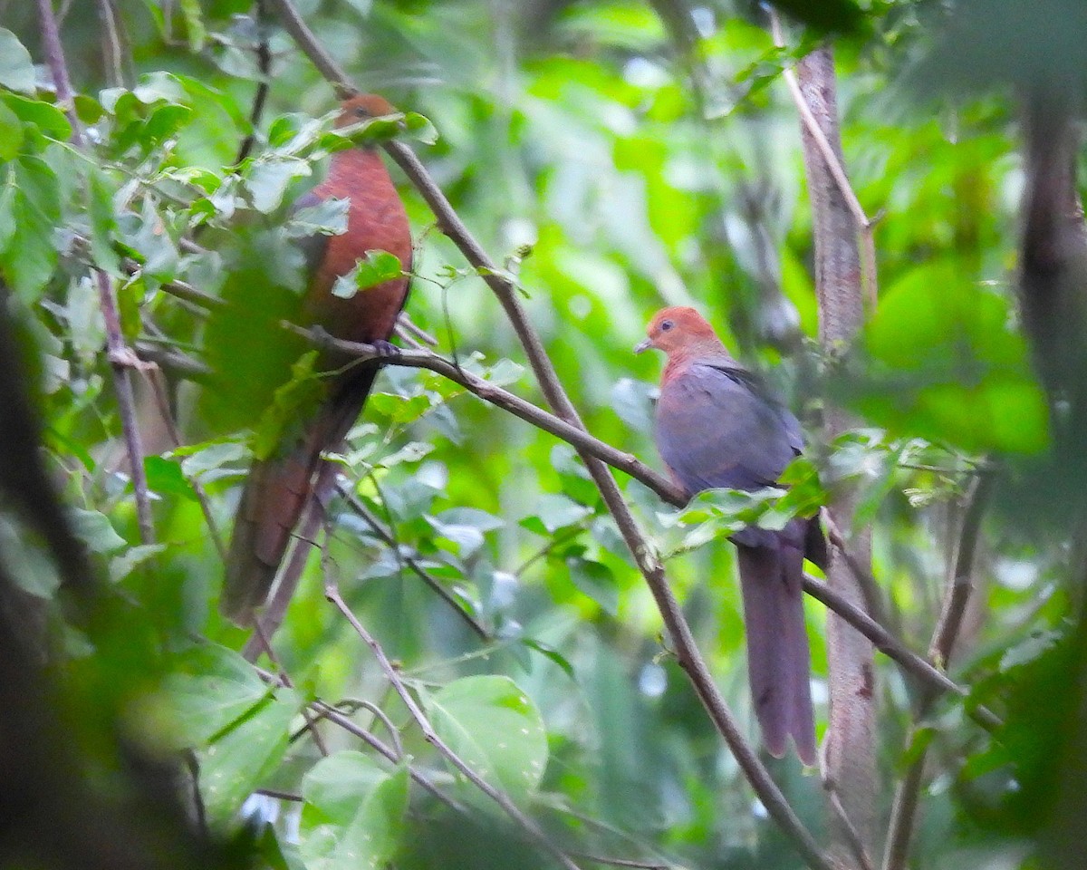 長尾鳩 - ML645757096