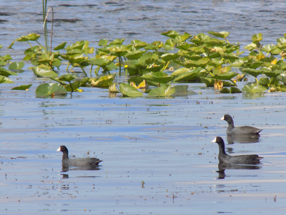 American Coot - ML645757098