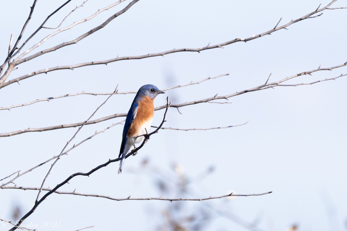 salašník modrý - ML645757099