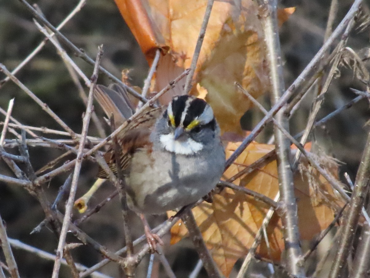 White-throated Sparrow - ML645757100