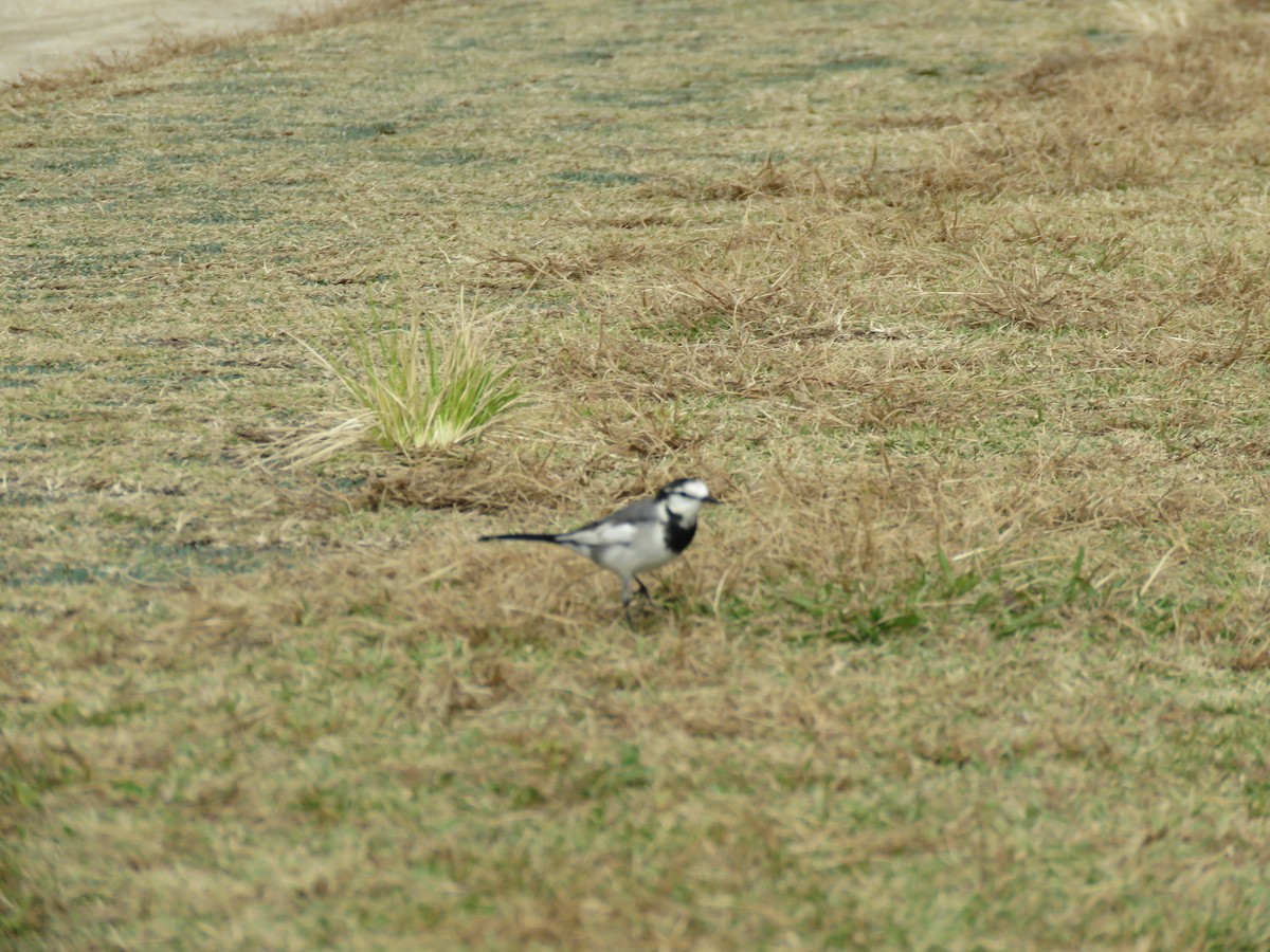 白鶺鴒 - ML645757101