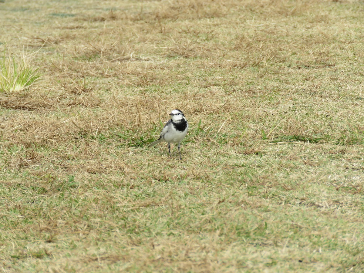 白鶺鴒 - ML645757102