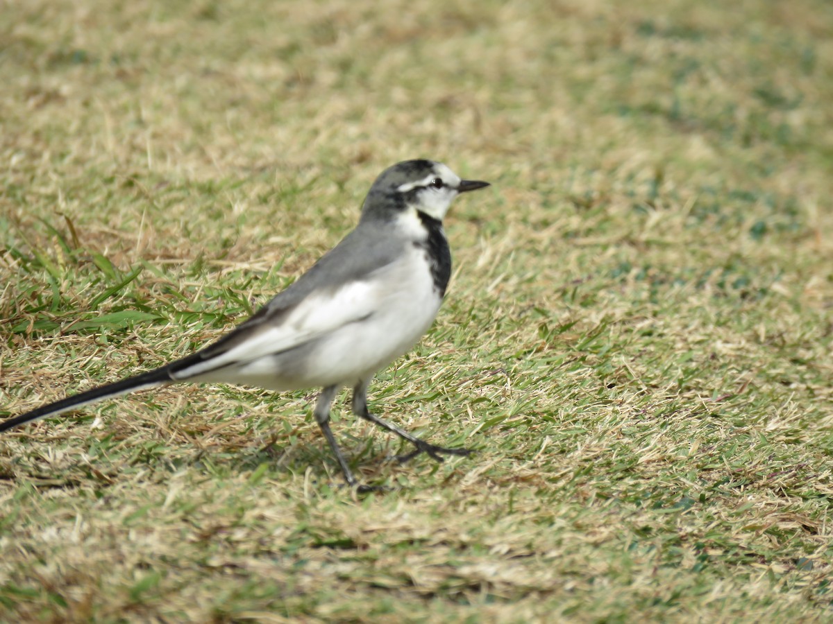 白鶺鴒 - ML645757103