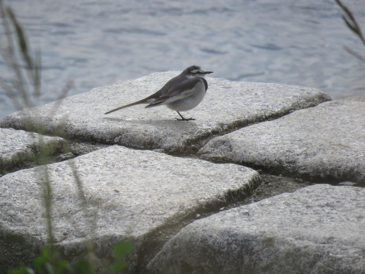 白鶺鴒 - ML645757104