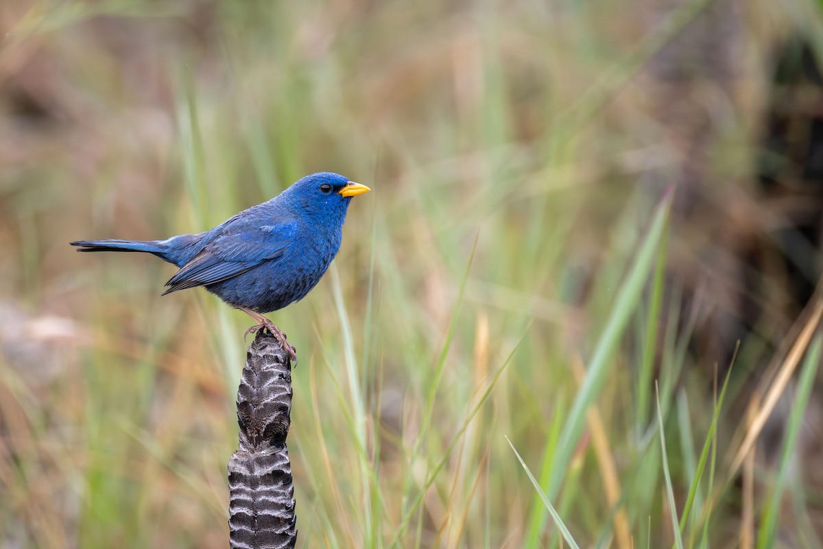 Blue Finch - ML645757106