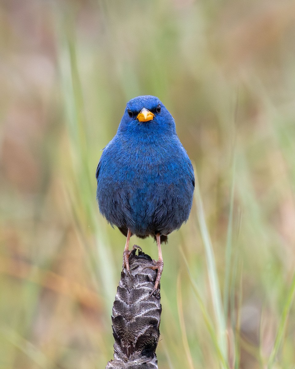 Blue Finch - ML645757108