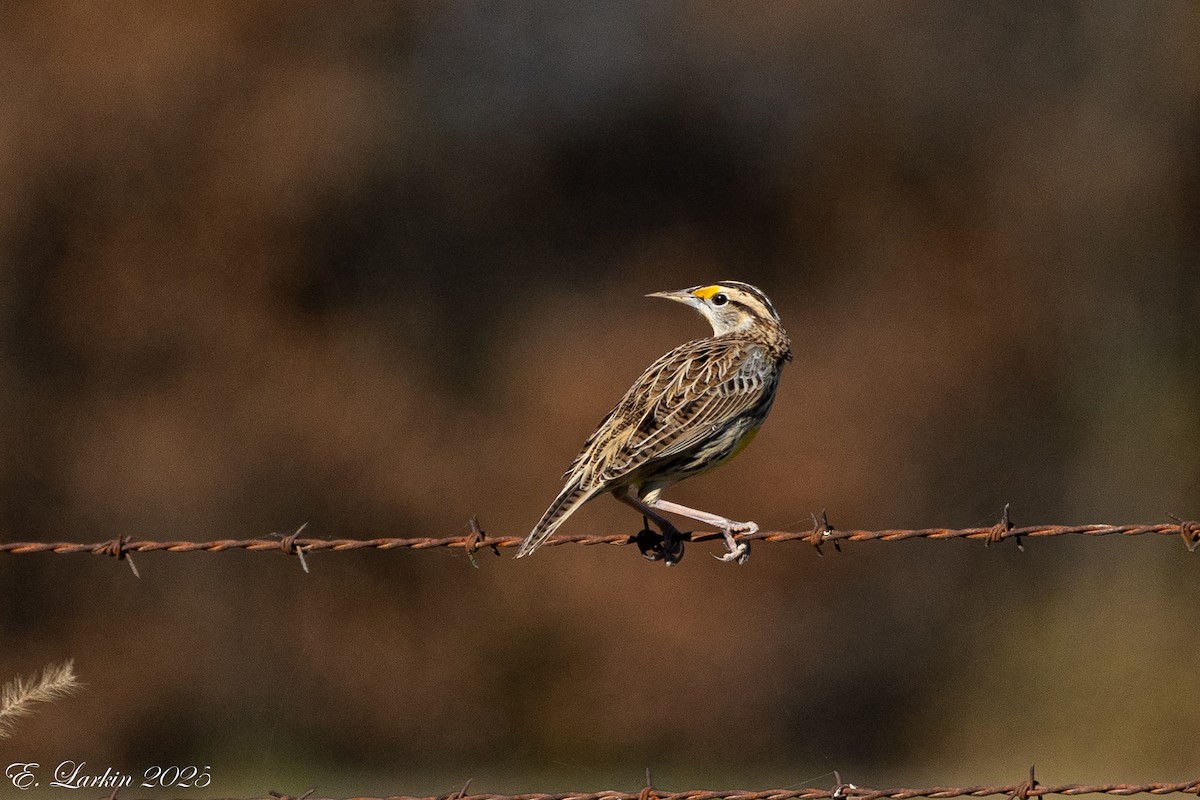 Eastern Meadowlark - ML645757110