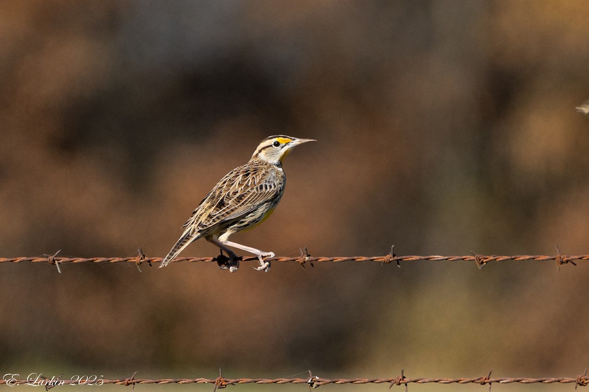 Eastern Meadowlark - ML645757111
