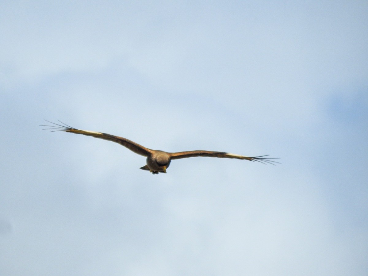 Chimango Caracara - ML645757113