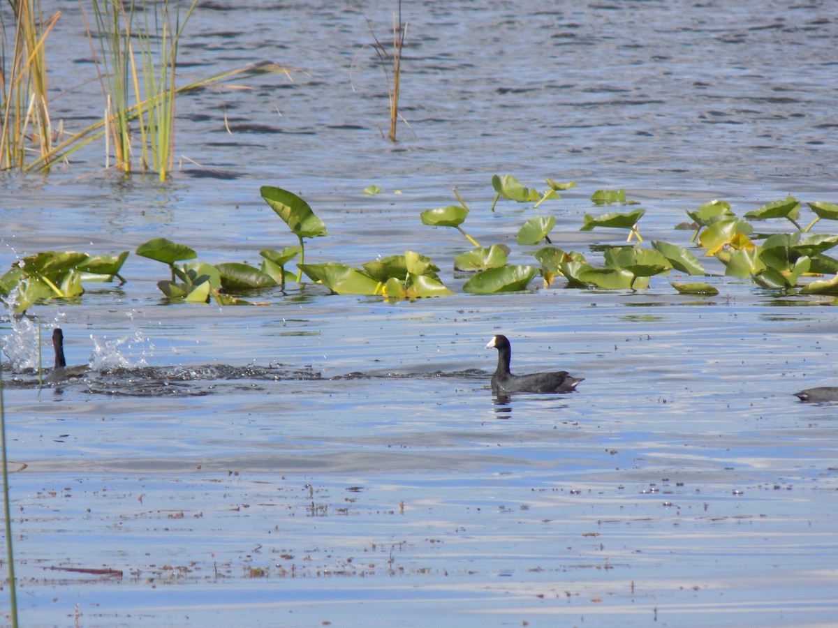 American Coot - ML645757119
