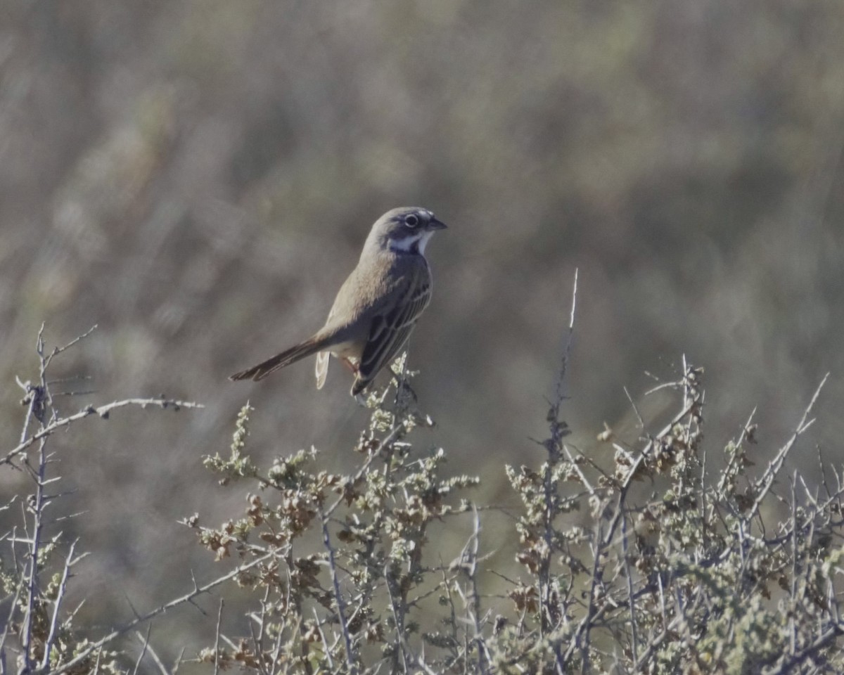 Bell's Sparrow - ML645757130