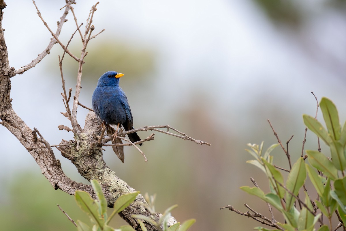 Blue Finch - ML645757140