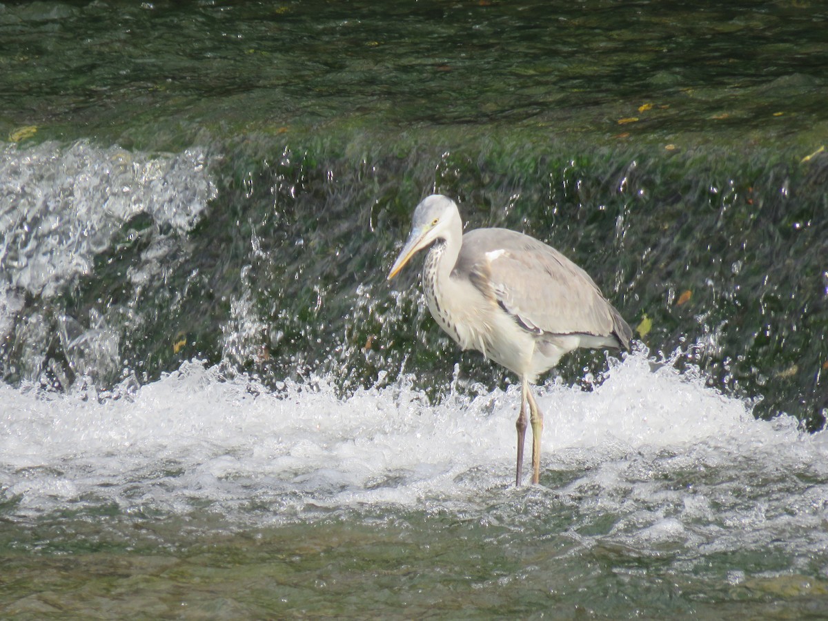 蒼鷺 - ML645757142