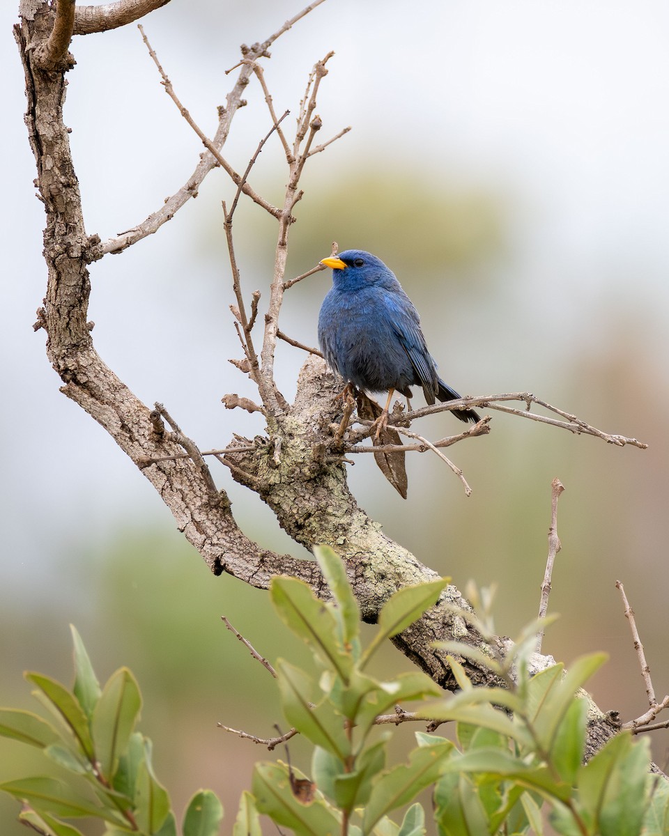 Blue Finch - ML645757143