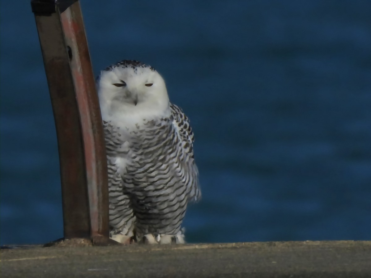 Snowy Owl - ML645757148
