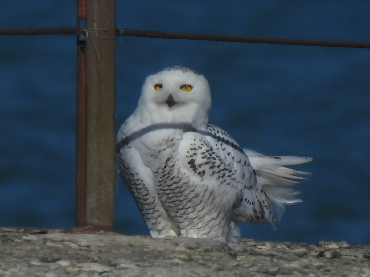 Snowy Owl - ML645757149