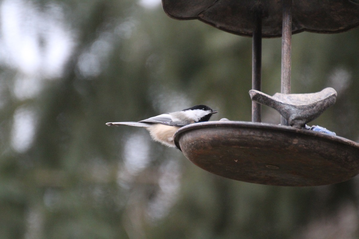 Гаїчка світлокрила - ML645757151