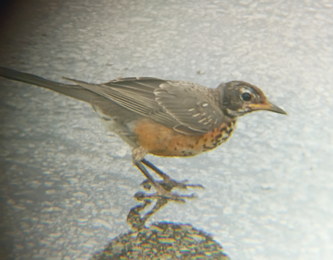 American Robin - ML645757155