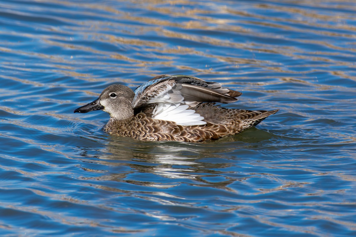 čírka modrokřídlá - ML645757156