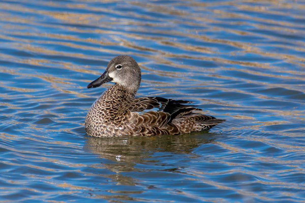 čírka modrokřídlá - ML645757157