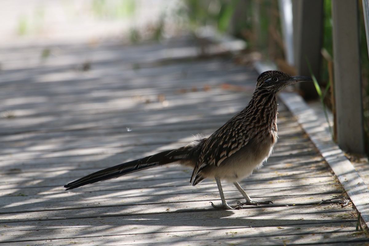 Greater Roadrunner - ML645757158