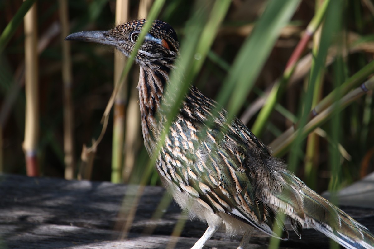 Greater Roadrunner - ML645757159