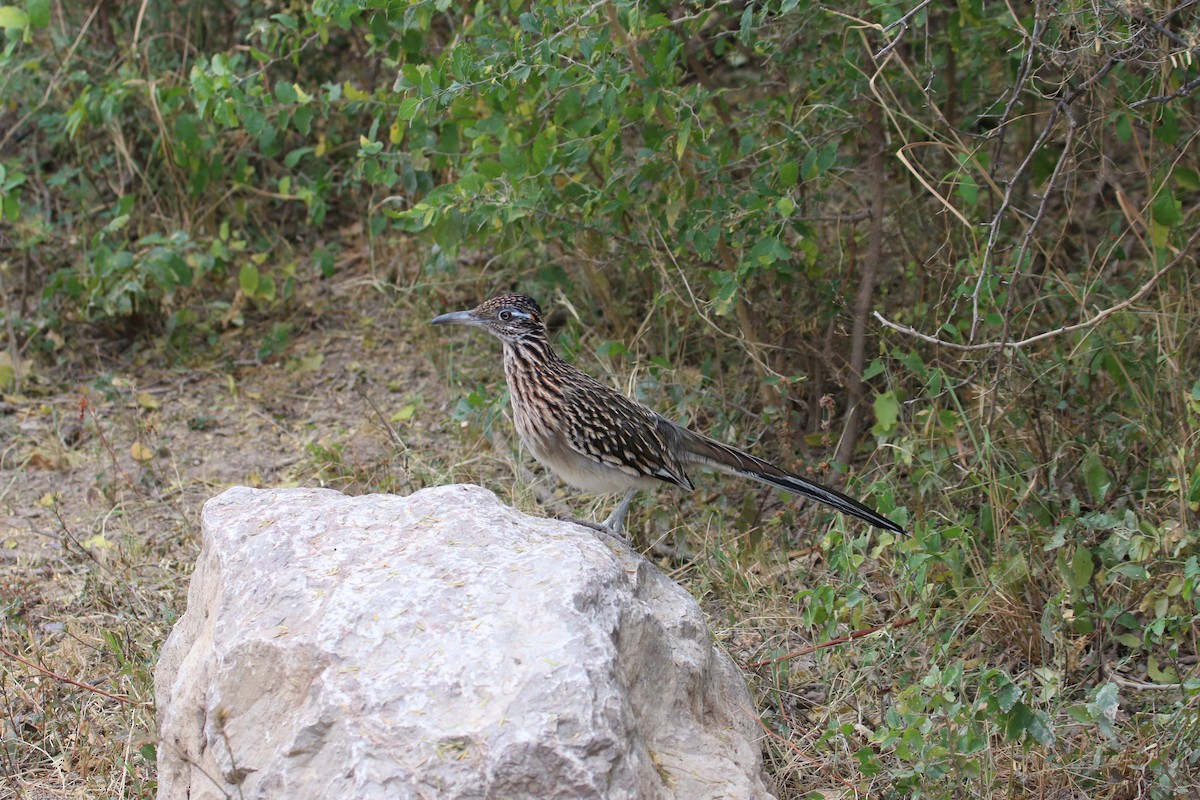 Greater Roadrunner - ML645757160
