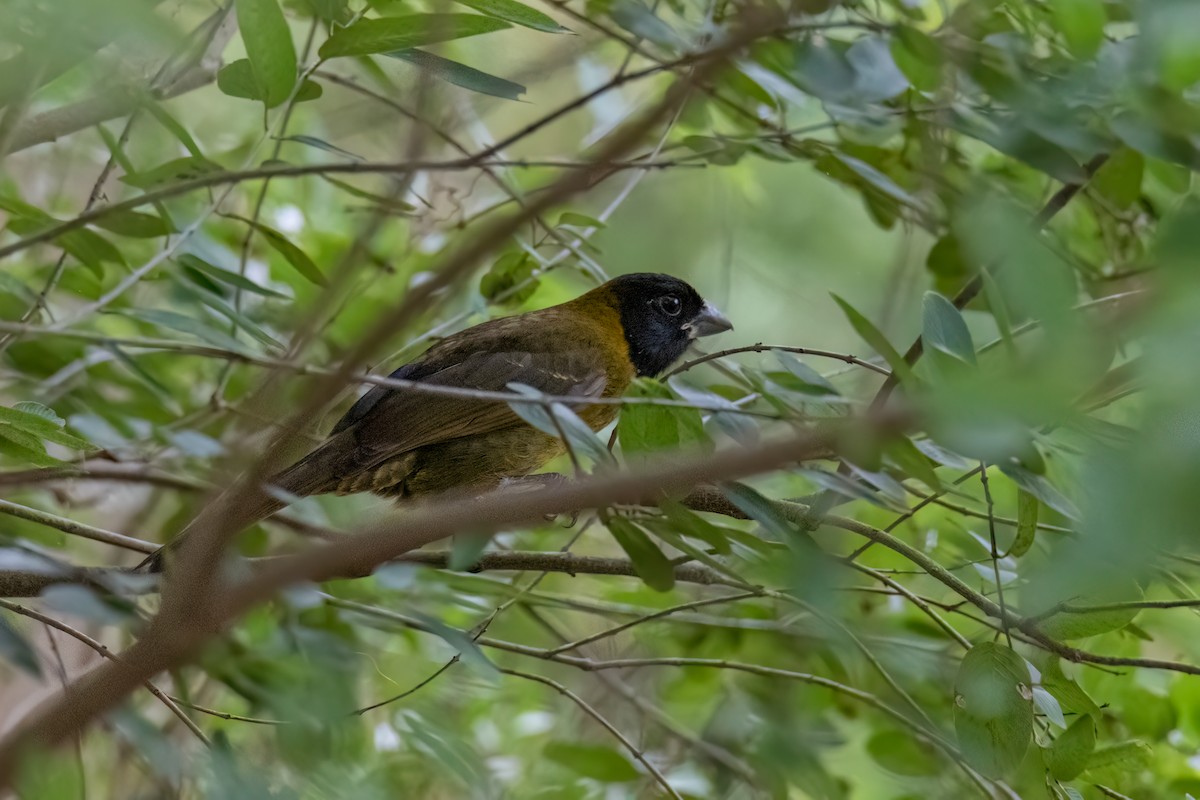 Crimson-collared Grosbeak - ML645757163