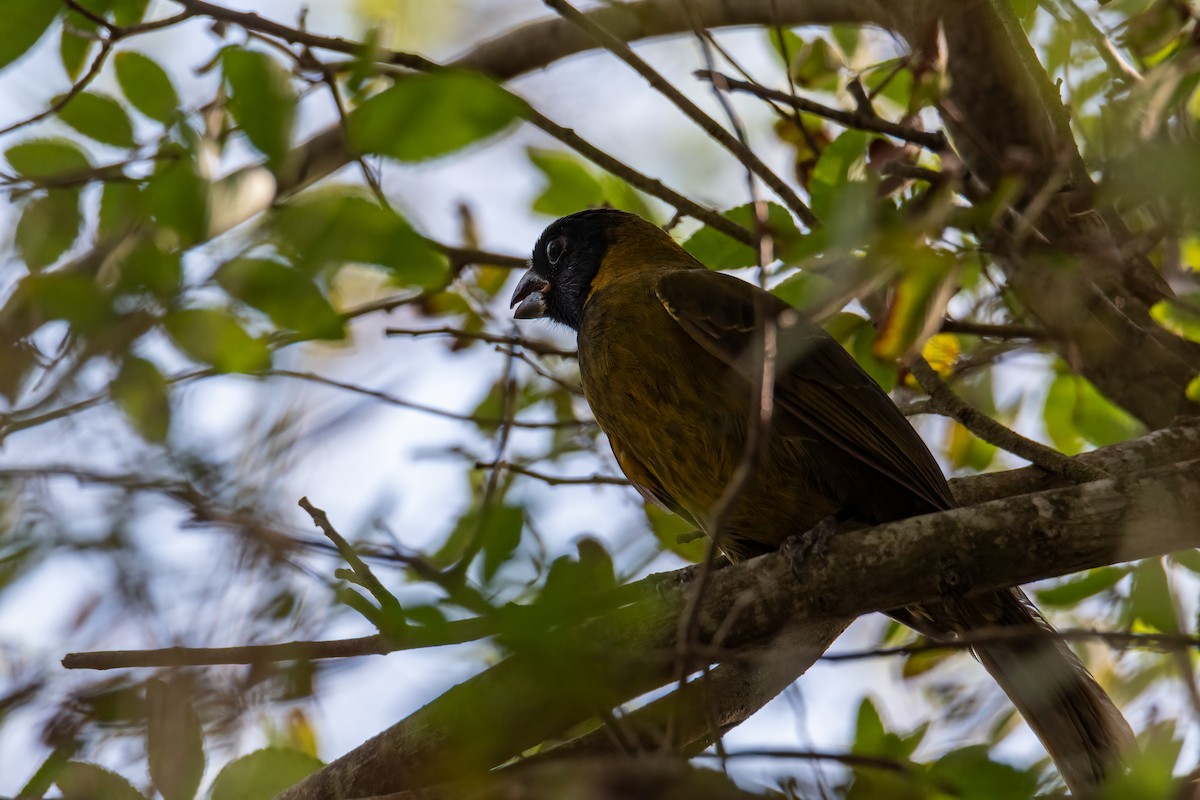 Crimson-collared Grosbeak - ML645757164