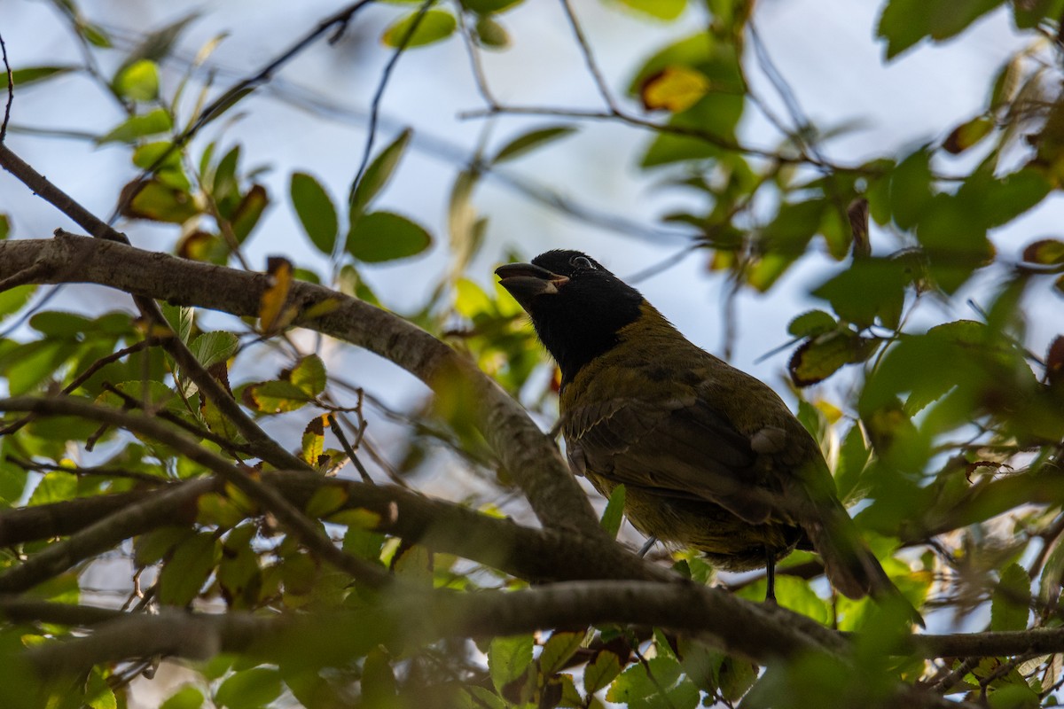 Crimson-collared Grosbeak - ML645757165