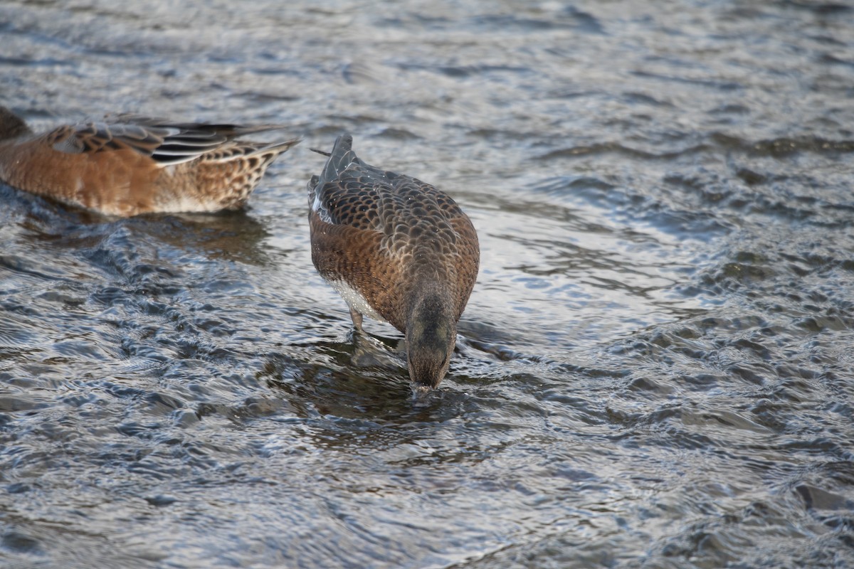 赤頸鴨 - ML645757171