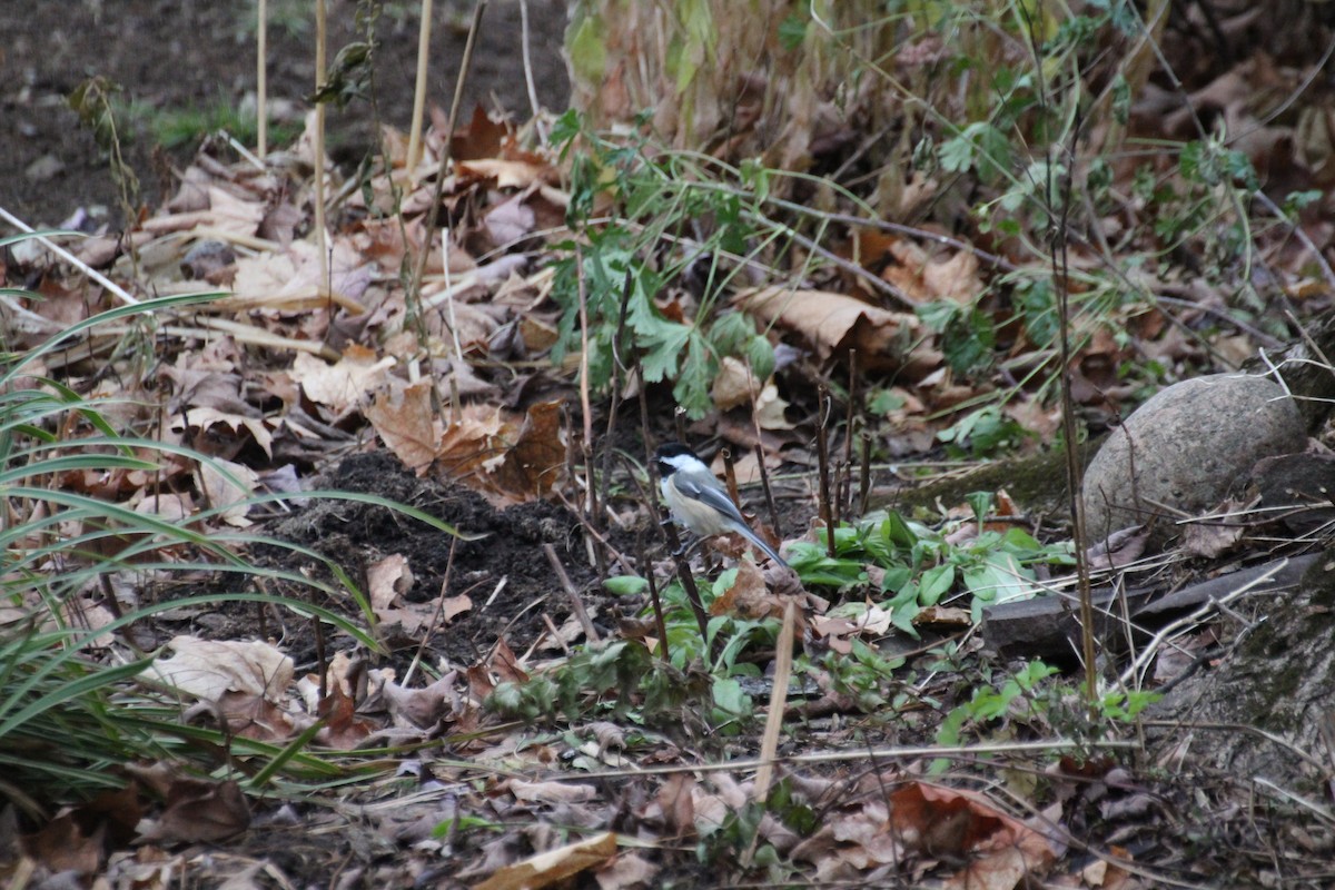 Гаїчка світлокрила - ML645757179