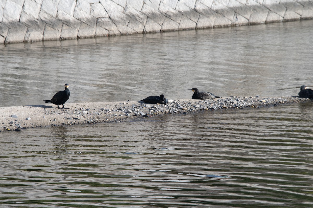 鸕鷀 - ML645757190