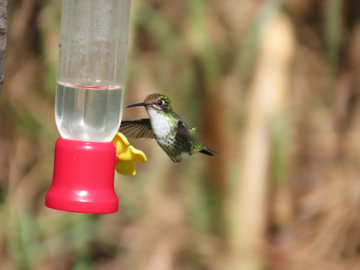 White-booted Racket-tail - ML645757192